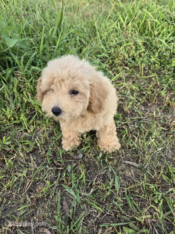 Mitch – Maltipoo puppy for sale in Atlanta, GA