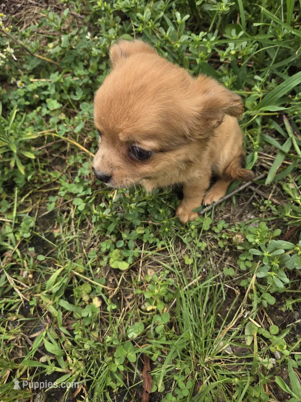 Long hair becky – Chihuahua puppy for sale in Atlanta, GA