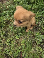 Long hair becky, a female Chihuahua for sale in Atlanta, GA – 1 of 1