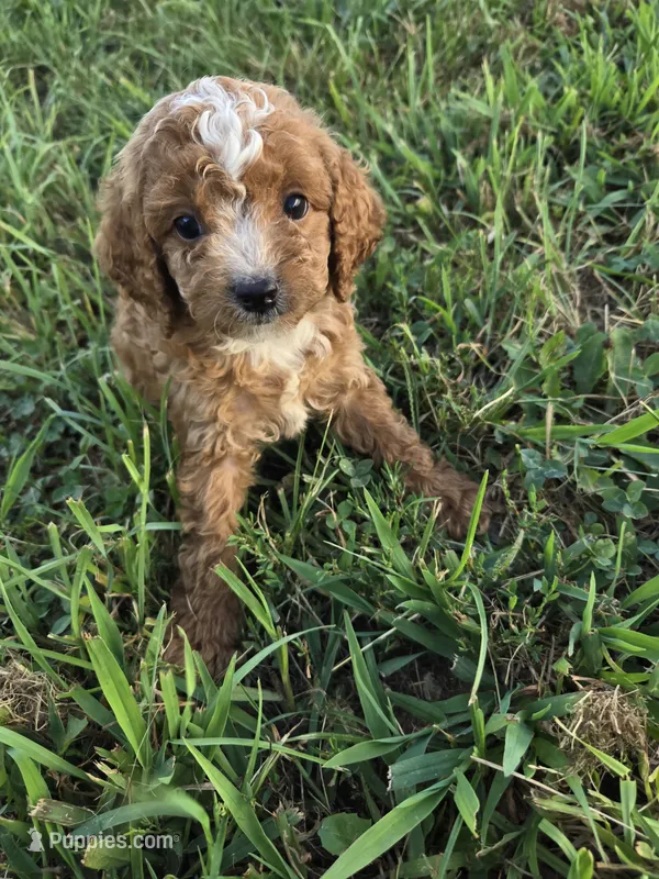 Casper – Cockapoo puppy for sale in Atlanta, GA