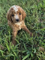 Casper, a male Cockapoo for sale in Atlanta, GA – 1 of 1