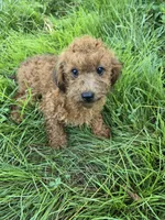 Sizzy, a female Shihpoo for sale in Atlanta, GA – 2 of 3