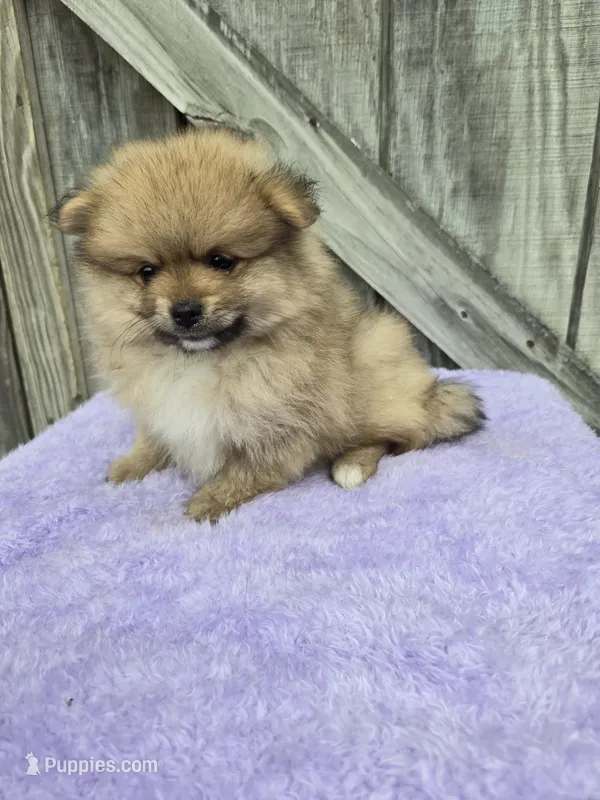 Perk – Pomeranian puppy for sale in Atlanta, GA