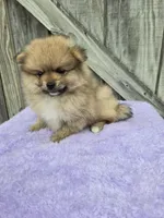 Perk, a male Pomeranian for sale in Atlanta, GA – 1 of 1