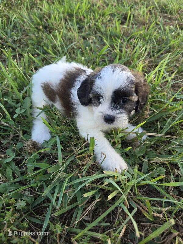 Shasta  – Shihpoo puppy for sale in Atlanta, GA