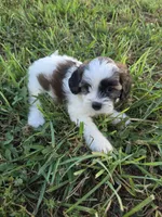 Shasta , a female Shihpoo for sale in Atlanta, GA – 1 of 3