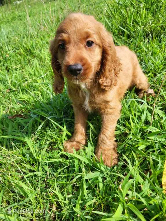 Cage – Cockapoo puppy for sale in Atlanta, GA