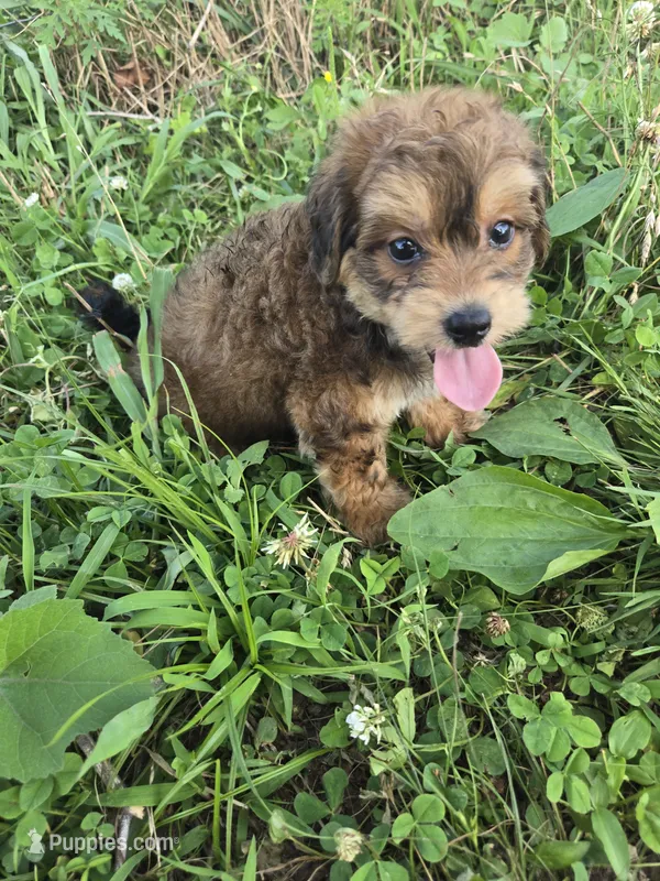 Civil  – Coton de Tulear, Poodle - Toy  puppy for sale in Atlanta, GA