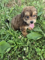Civil , a female Coton de Tulear and Poodle - Toy  for sale in Atlanta, GA – 1 of 1