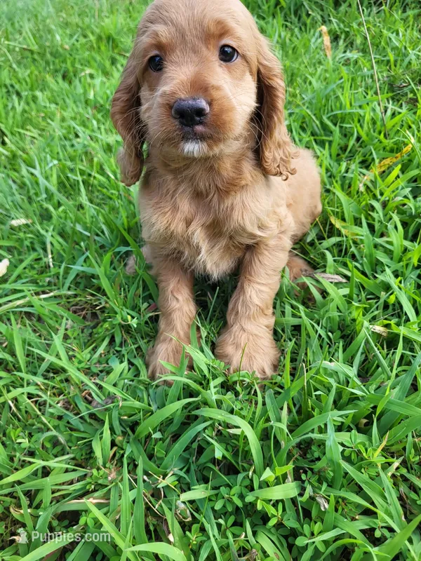 Cap – Cockapoo puppy for sale in Atlanta, GA