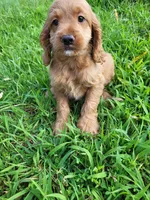 Cap, a male Cockapoo for sale in Atlanta, GA – 1 of 1