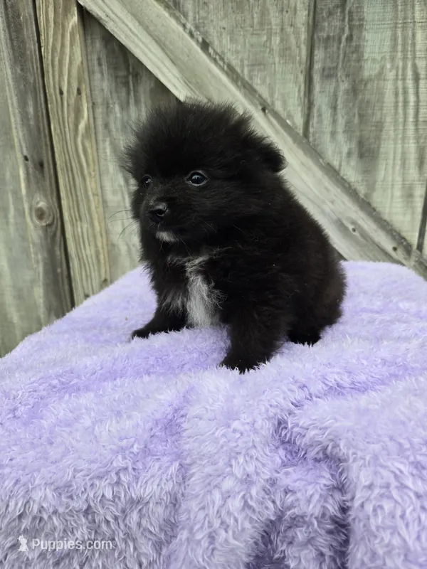 Prank – Pomeranian puppy for sale in Atlanta, GA