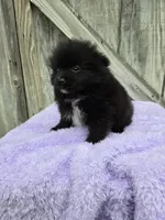 Prank, a male Pomeranian for sale in Atlanta, GA – 1 of 1