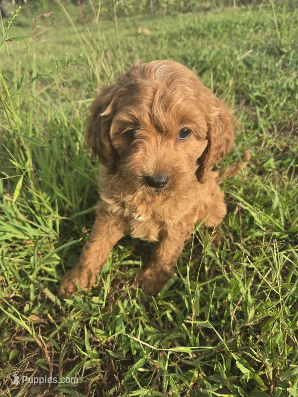 Cap – Cockapoo puppy for sale in Atlanta, GA