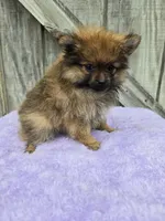Popp, a male Pomeranian for sale in Atlanta, GA – 1 of 1