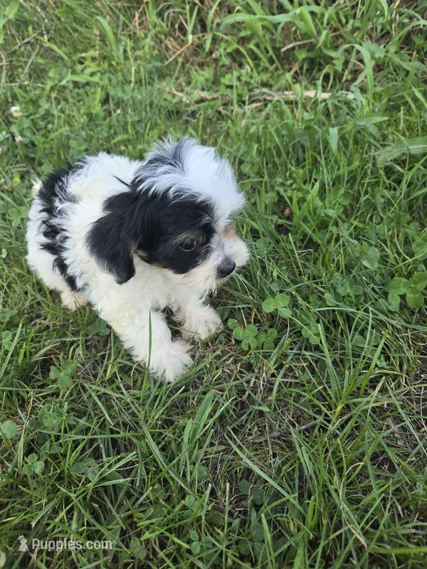 Cinderella  – Coton de Tulear, Poodle - Toy  puppy for sale in Atlanta, GA