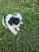 Cinderella , a female Coton de Tulear and Poodle - Toy  for sale in Atlanta, GA – 1 of 1