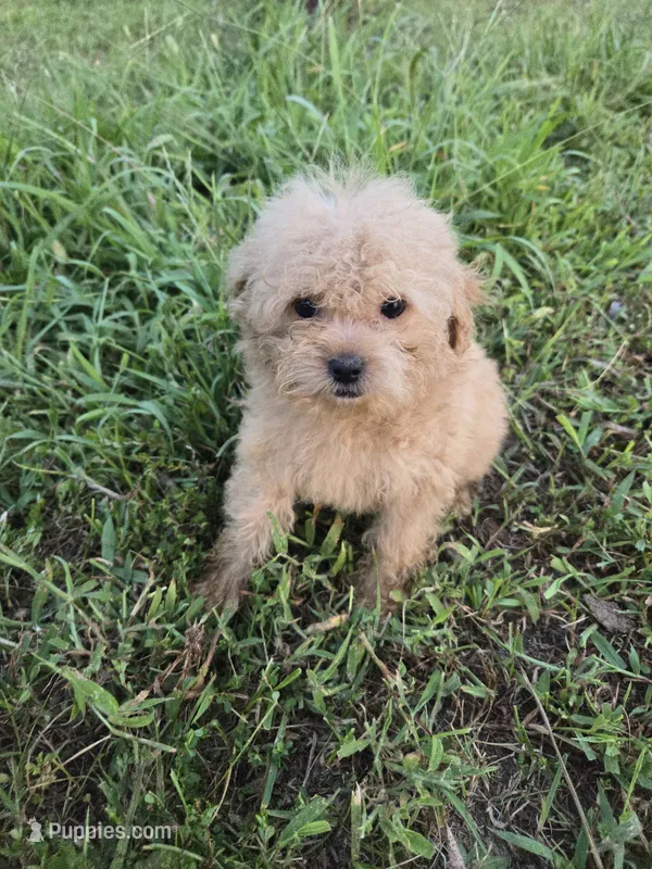 Missy – Maltipoo puppy for sale in Atlanta, GA