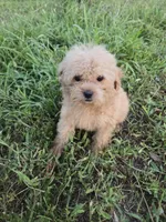 Missy, a female Maltipoo for sale in Atlanta, GA – 1 of 1