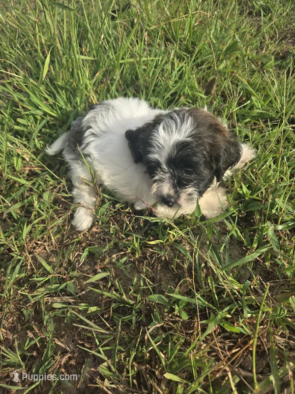 Shasta  – Shihpoo puppy for sale in Atlanta, GA
