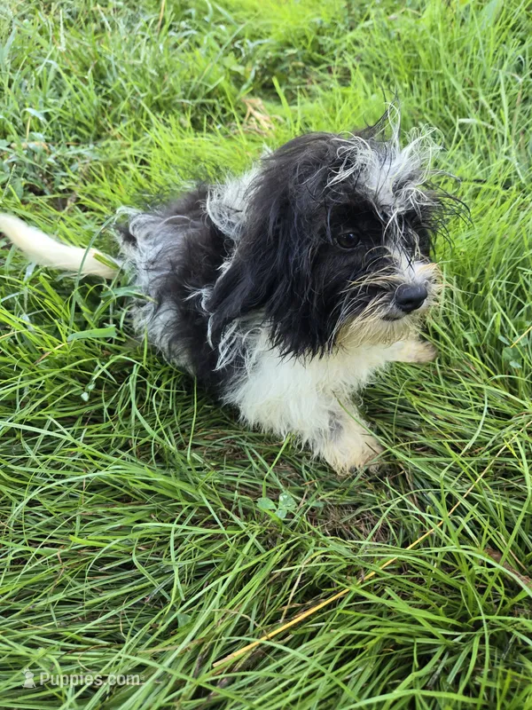 Sylvia  – Shihpoo puppy for sale in Atlanta, GA
