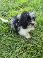 Sylvia , a female Shihpoo for sale in Atlanta, GA – 1 of 3