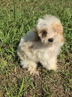 Marvel , a male Maltipoo for sale in Atlanta, GA – 2 of 3