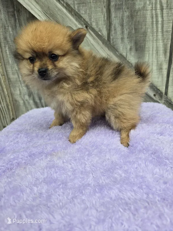 Pammy – Pomeranian puppy for sale in Atlanta, GA