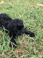 Cancan, a female Cockapoo for sale in Atlanta, GA – 1 of 1
