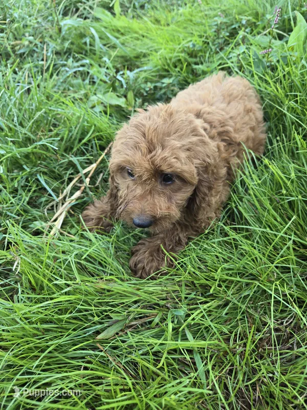 Candy  – Cockapoo puppy for sale in Atlanta, GA