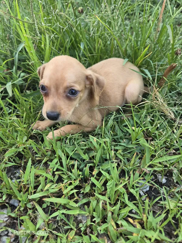 Buck – Chihuahua puppy for sale in Atlanta, GA