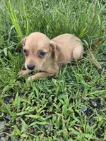 Buck, a male Chihuahua for sale in Atlanta, GA – 1 of 2