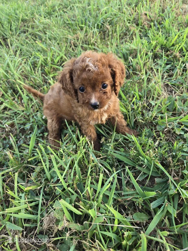 Cap – Cockapoo puppy for sale in Atlanta, GA
