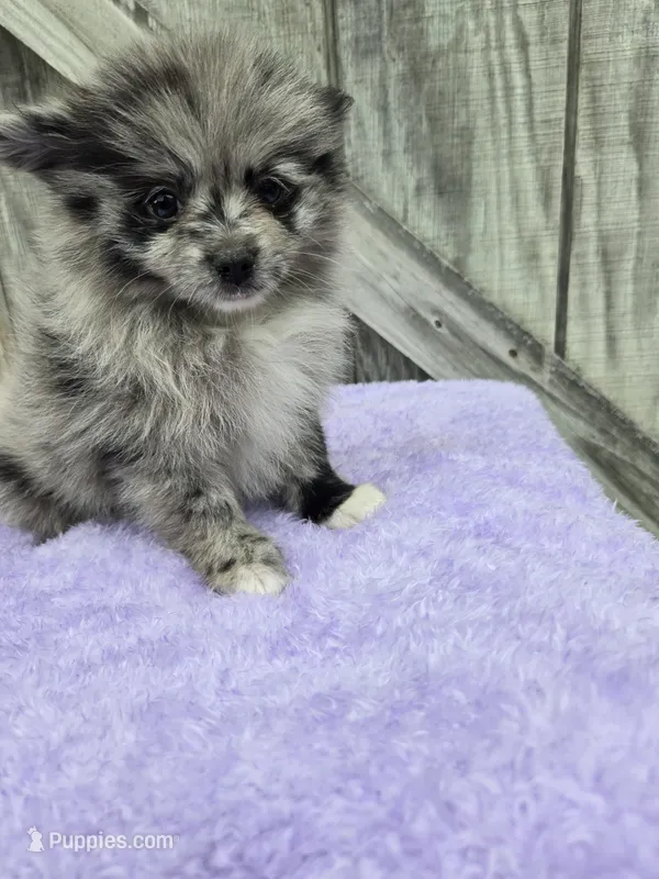 Patty – Pomeranian puppy for sale in Atlanta, GA