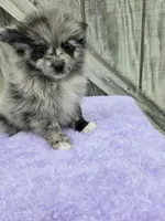 Patty, a female Pomeranian for sale in Atlanta, GA – 1 of 1