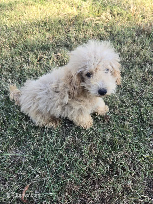 Mitch – Maltipoo puppy for sale in Atlanta, GA