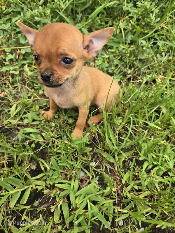 Bev – Chihuahua puppy for sale in Atlanta, GA