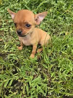 Bev, a female Chihuahua for sale in Atlanta, GA – 1 of 1