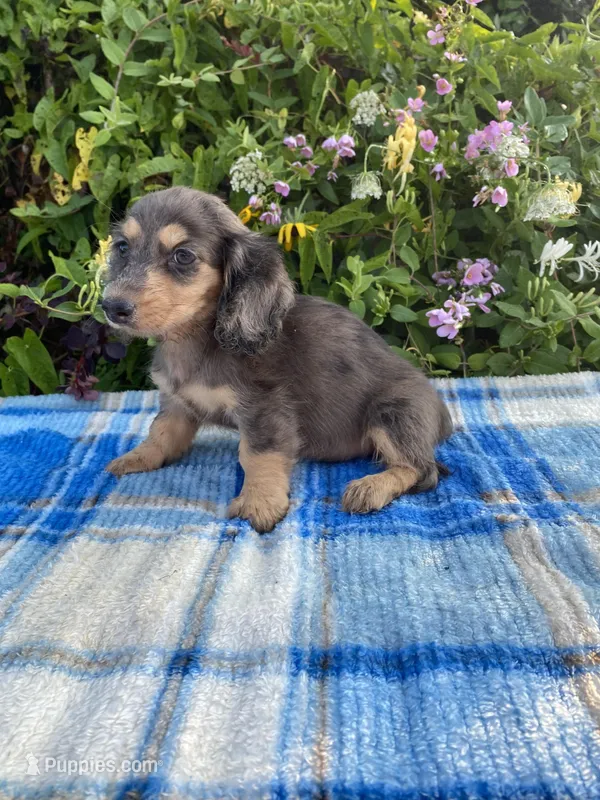 Mini dachshund puppies long hr, a female Dachshund for sale in Atlanta, GA – Photo 1 of 2