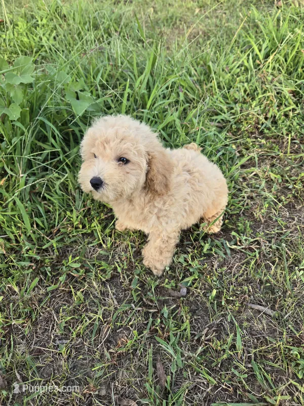 Melvin  – Maltipoo puppy for sale in Atlanta, GA