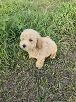 Melvin , a male Maltipoo for sale in Atlanta, GA – 1 of 1