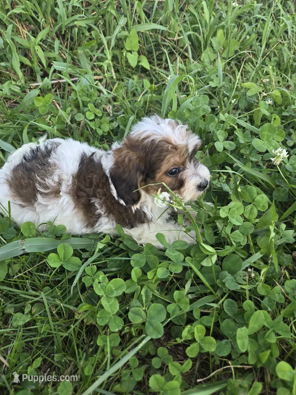 Candy – Coton de Tulear, Poodle - Toy  puppy for sale in Atlanta, GA