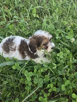Candy, a female Coton de Tulear and Poodle - Toy  for sale in Atlanta, GA – 1 of 1