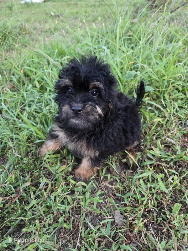 Marky  – Maltipoo puppy for sale in Atlanta, GA