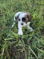Shasta , a female Shihpoo for sale in Atlanta, GA – 3 of 3