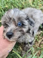 Blue eye squirt, a male Shihpoo for sale in Atlanta, GA – 3 of 4