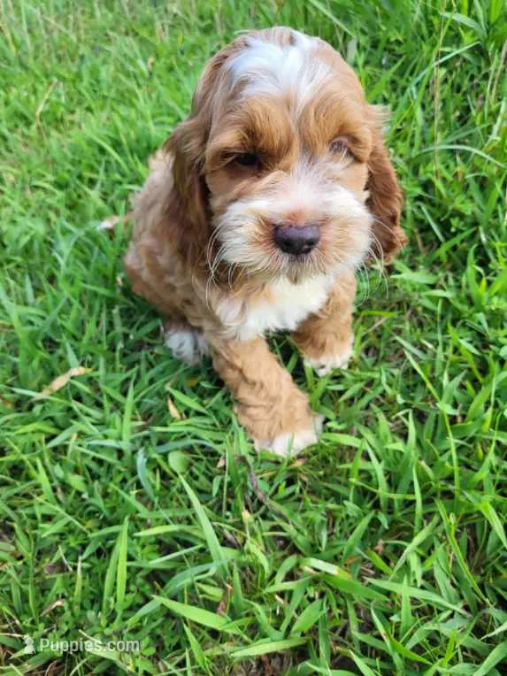 Carl – Cockapoo puppy for sale in Atlanta, GA