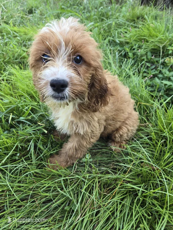 Cinema  – Cockapoo puppy for sale in Atlanta, GA