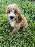 Cinema , a female Cockapoo for sale in Atlanta, GA – 1 of 1