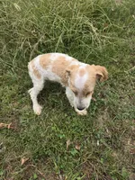 Marvel , a male Maltipoo for sale in Atlanta, GA – 2 of 2